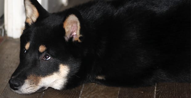 Shiba inu chien couche