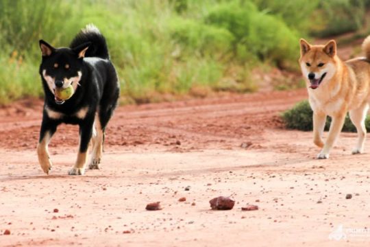 Road-Trip-USA-Chien